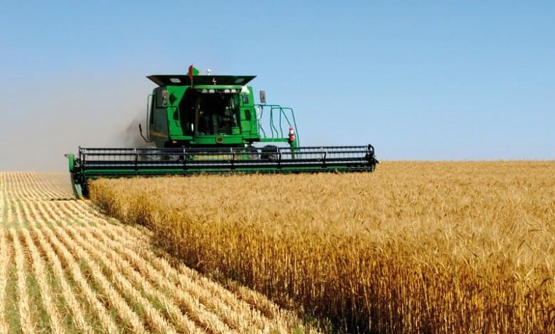 Agricultural Campaign 2024-2025: Grain Forecasts Show Significant Increase Due to Spring Rains 1 cereales