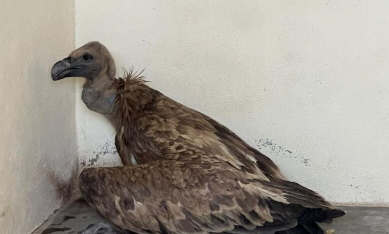 The National Agency for Water and Forests and its partners strengthen wildlife protection by rescuing and releasing a vulture in Jerada. 1 WhatsApp Image 2025 07 26 at 17.41.18