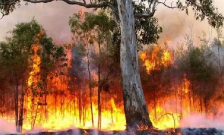 Forest Fires in Chefchaouen and Tétouan: Authorities on High Alert Amidst the Advance of Flames 1 Feux de foret 1.webp