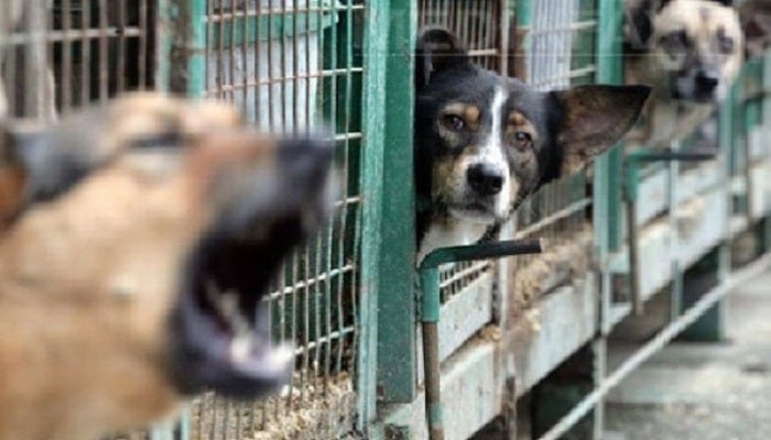 Stray Animals: Morocco Implements Unprecedented Reform to Balance Public Safety and Animal Welfare 1 Voici ce que dit le projet de loi sur la gestion des chiens errants actuellement en examen au Parlem