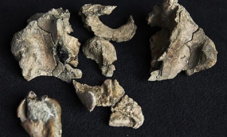 Australia: Discovery of a Fearsome Prehistoric Whale with Sharp Teeth 1 vis 0813202510445036