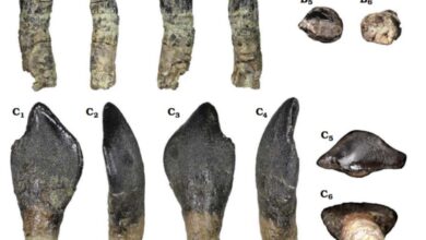 vis 0815202517252640