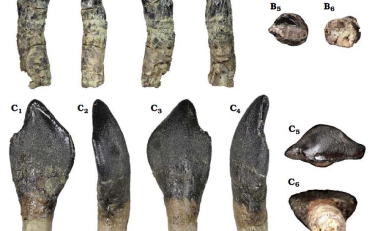 Major Discovery in Morocco: Fossilized Teeth Reveal Presence of Giant Dinosaurs from the Middle Jurassic 1 vis 0815202517252640