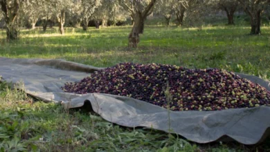 Significant Recovery Expected in 2025-2026 5 Oleiculture au Tadla forte reprise attendue en 2025 2026.webp