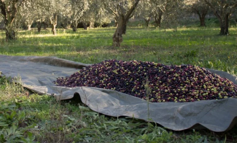 Oleiculture au Tadla forte reprise attendue en 2025 2026.webp