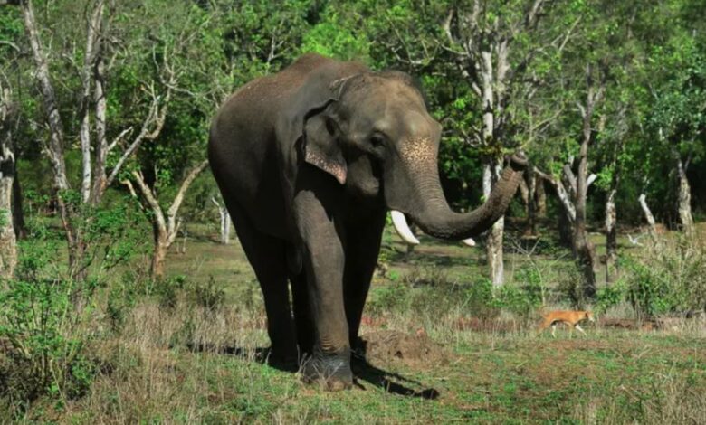 Deadly Elephant Attack in Jharkhand 1 vis 0111202606274623