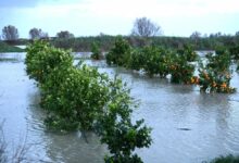 Floods in the Gharb: 300 Million Dirhams to Revitalize Agricultural Activity 9 WhatsApp Image 2026 02 16 at 19.15.19