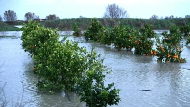 Floods in the Gharb: 300 Million Dirhams to Revitalize Agricultural Activity 1 WhatsApp Image 2026 02 16 at 19.15.19