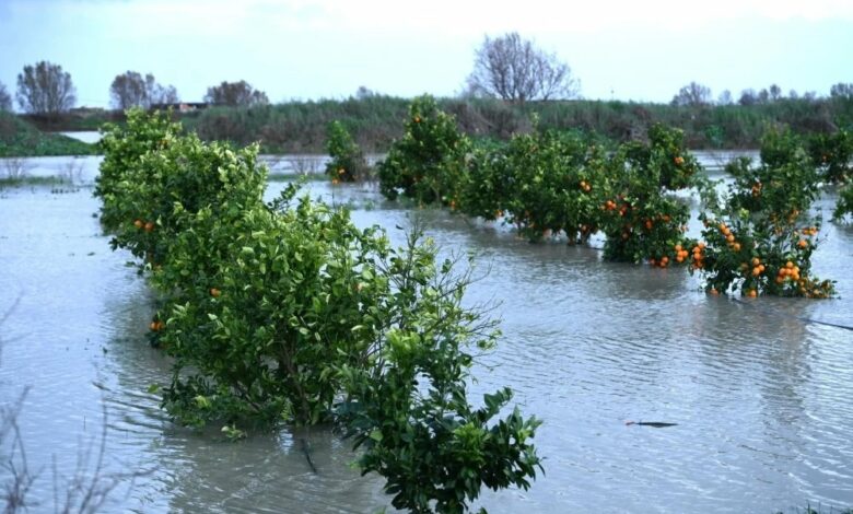 Floods in the Gharb: 300 Million Dirhams to Revitalize Agricultural Activity 1 WhatsApp Image 2026 02 16 at 19.15.19