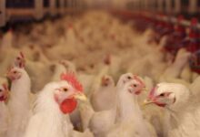 aviculture 1280x720 1