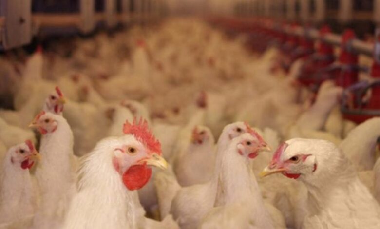 aviculture 1280x720 1