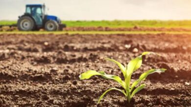 Exceptional rainfall signals a promising agricultural season in Morocco. 5 vis 0226202622145936