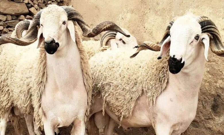 Eid al-Adha 2026: Livestock Abundance Fails to Lower Prices 1 Aid Al Adha