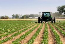 Agriculture Maroc