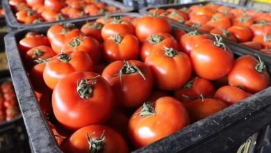 Tomatoes: Morocco Doubles Its Exports to Finland and Secures Its Breakthrough in the Nordic Market 1 Capture decran 2025 11 20 110025