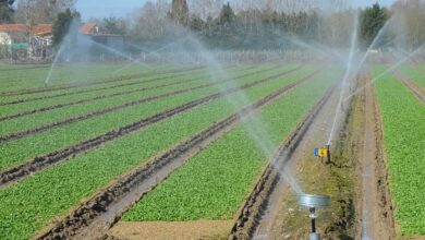 Irrigation eaux usees