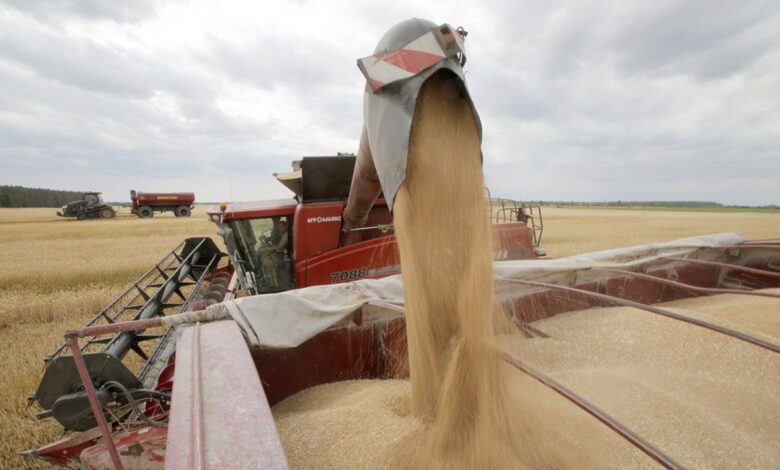 Wheat in Morocco: Record Harvest, Tariffs, and Storage Strategy – A New Turning Point 1 KDXXZY5Y6VCQ3LO3UZP3B7P4JE