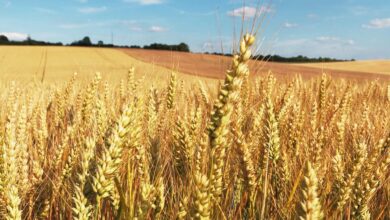 Cereal Campaign 2026: Morocco Aims for 90 Million Quintals and Strengthens Its Storage Capacity 1 Revolution agricole