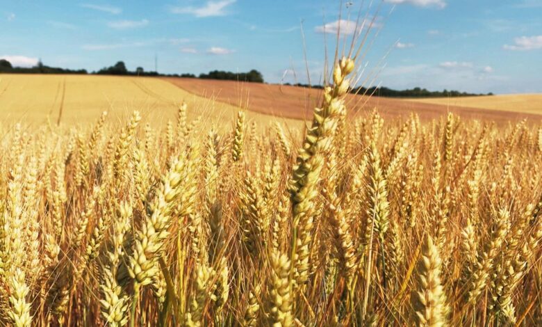 Revolution agricole