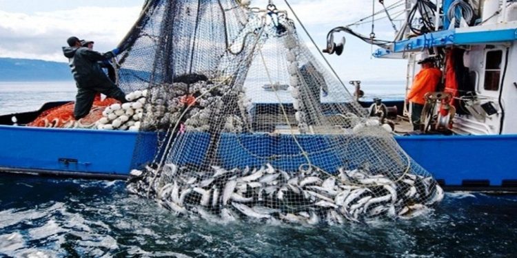 Coastal and Artisanal Fishing: Over 3.85 Billion Dirhams Generated by the End of April 2026 1 peche e1710428017700