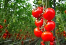 tomates