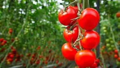 Tomato: What Morocco Can Learn from and Fear about the Mexican Model 1 tomates