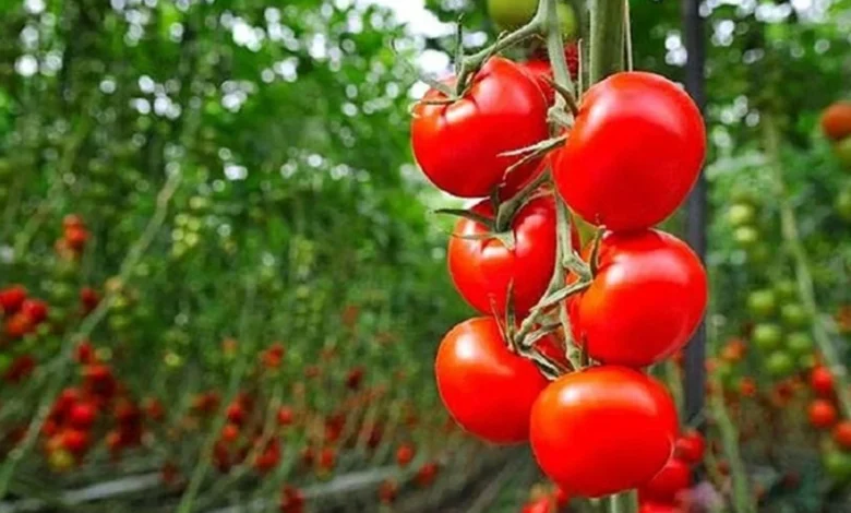tomates