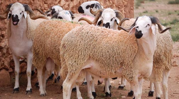 الأوقاف تعلن عن يوم عيد الأضحى في المغرب