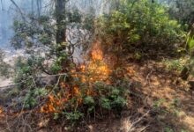 Wildfire Alert in Several Regions of Morocco 7 حريق هوارة