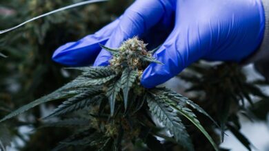 Medical Cannabis: Morocco Has the Products, but Physicians' Acceptance Remains a Challenge 5 1770637714751 snapwordz.com 3k NOQntrKo4p 1024x653