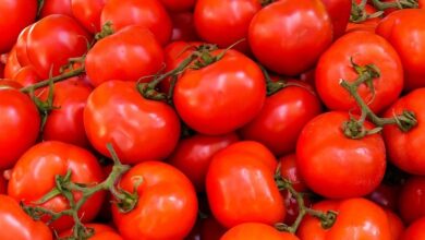 La valeur nutritive des tomates 1200x630 1 1