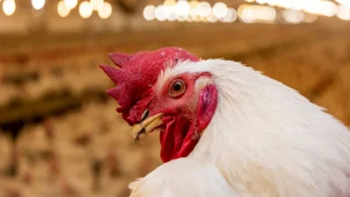 Poultry