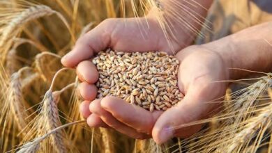 Soft Wheat: Morocco Reinstates Import Duties for Two Months 1 ble tendre