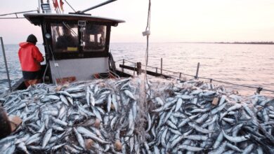 Coastal Fishing in Laâyoune: Landings Increase by 8% in the First Quarter 4 peche maroc