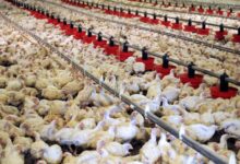 poulet elevage maroc 1024x576 1