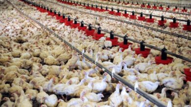 Crisis in Morocco's Poultry Sector: Chicken Producers Warn of Price Decline and Market Imbalances 1 poulet elevage maroc 1024x576 1