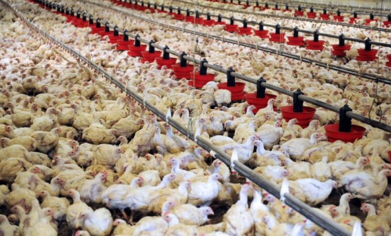 poulet elevage maroc 1024x576 1