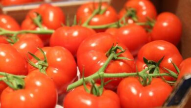tomates classement mondial 20 e1624373902627