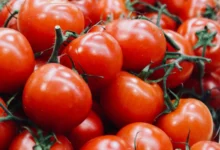 Morocco Surpasses Spain in the European Tomato Market Thanks to Record Increase in Exports 13 tomates maroc espagne concurrence