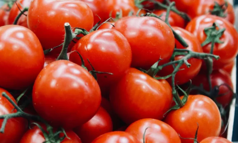 tomates maroc espagne concurrence
