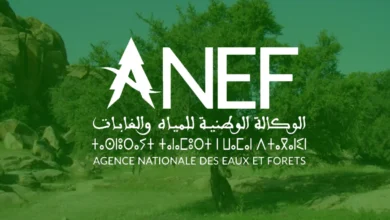 ANEF