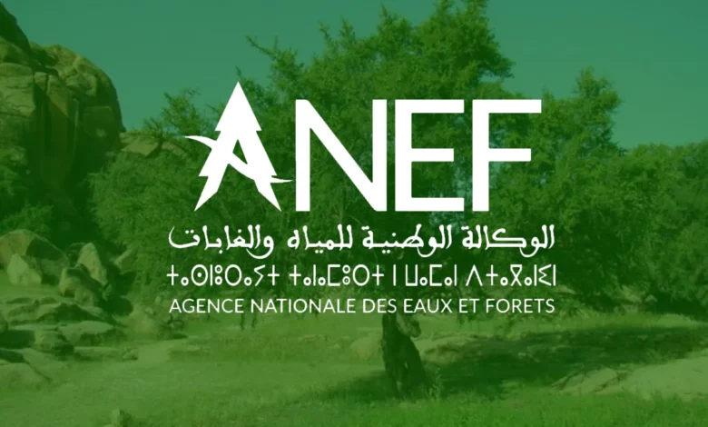 ANEF