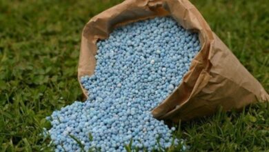 American Farmers Advocate for Easier Access to Moroccan Phosphate Fertilizers 1 Engrais