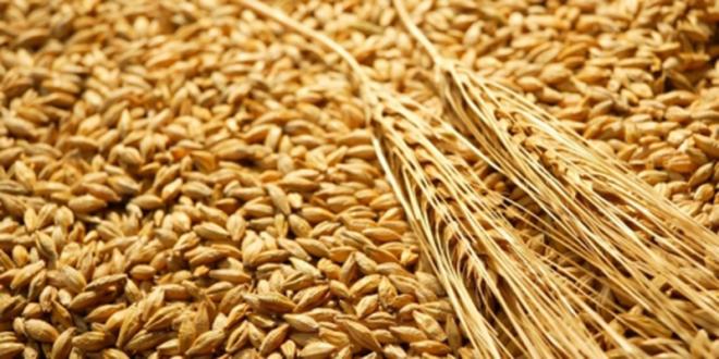 Soft Wheat: Harvest Slows in Morocco, Reviving Concerns Over Imports 1 ble tendre