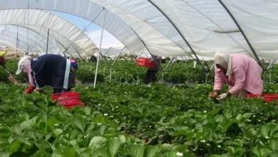 espagne retour saisonnieres marocaines fruits rouges huelva 3cd65beb21