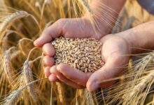 Morocco Raises Its Grain Storage Capacity to a Record High of 68.7 Million Quintals 14 images 8