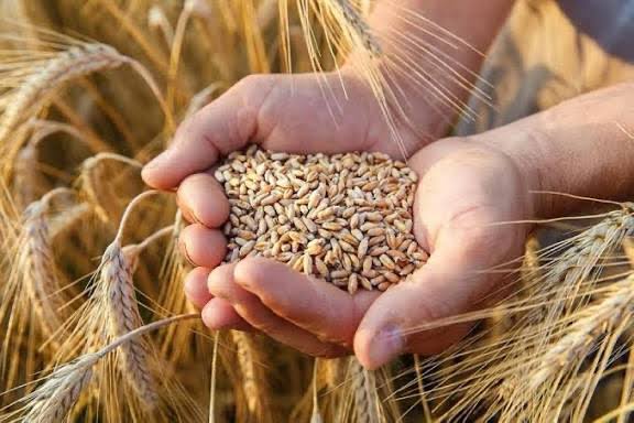 Morocco Raises Its Grain Storage Capacity to a Record High of 68.7 Million Quintals 1 images 8