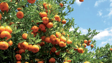 Citrus Fruits: Moroccan Production Jumps 25% in 2026, Exports Continue to Rise 1 oranger agrumes Maroc