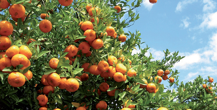 Citrus Fruits: Moroccan Production Jumps 25% in 2026, Exports Continue to Rise 1 oranger agrumes Maroc