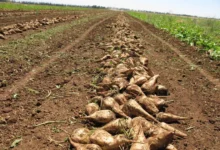 Doukkala: The Sugar Beet Sector Shows Strong Performance for the 2025-2026 Campaign 10 betterave sucriere